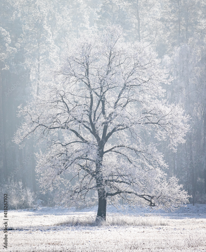 Fototapeta premium Vereister Baum in der Wintersonne