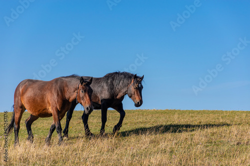 horses in the field © Amer