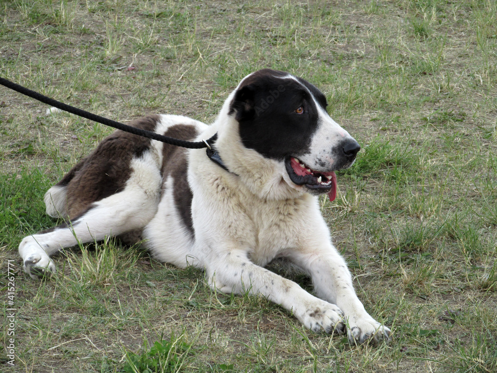 big dog lying on the grass in summer big dog lying on the grass in summer
