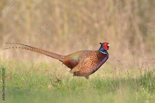  Pheasant (Phasianus colchicus)