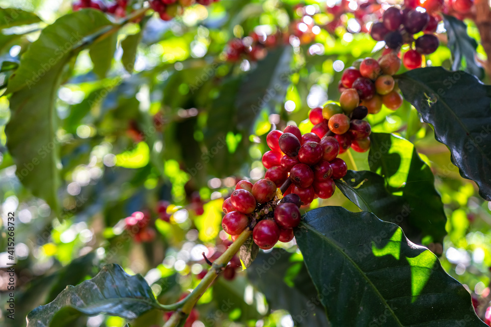 Beautiful closeup view of the coffee bean plant in an agriculture plantation in Costa Rica Beautiful closeup view of the coffee bean plant in an agriculture plantation in Costa Rica