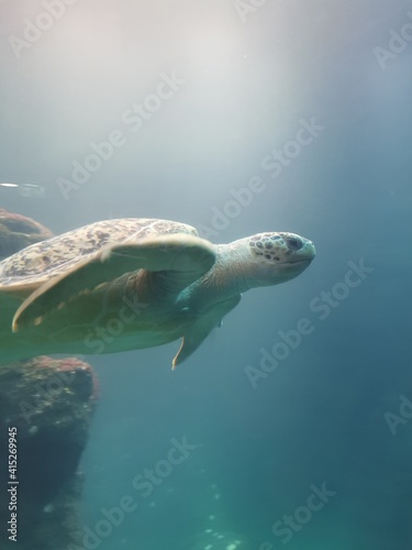 green sea turtle © Jelena Silkina
