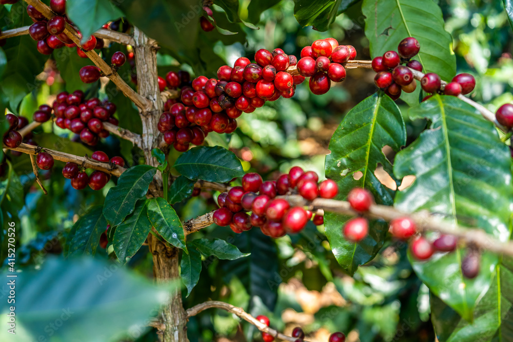 Beautiful closeup view of the coffee bean plant in an agriculture plantation in Costa Rica Beautiful closeup view of the coffee bean plant in an agriculture plantation in Costa Rica