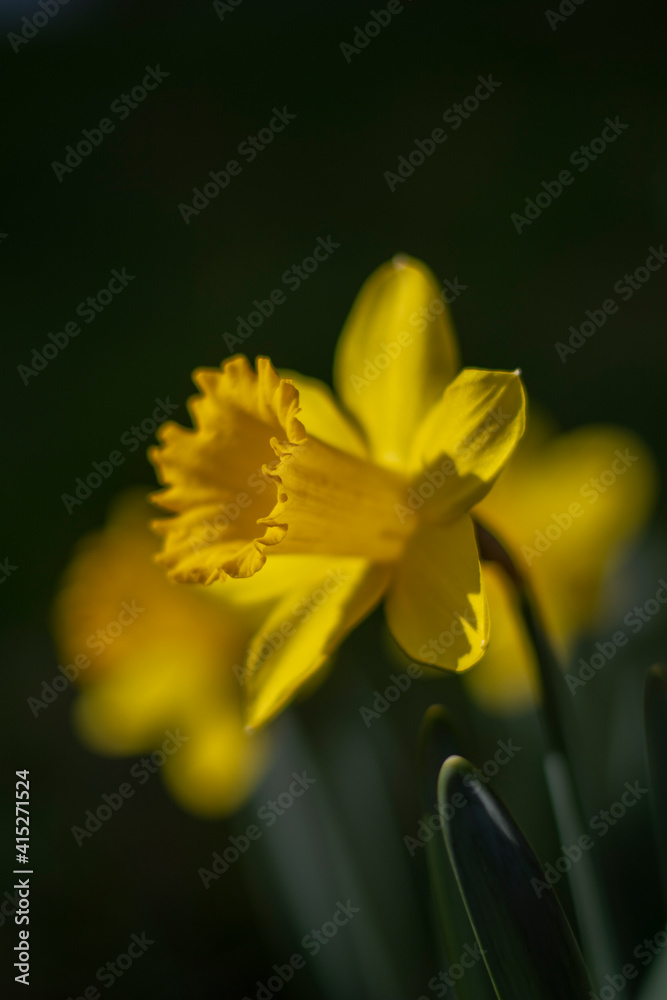 Yellow daffodil isolated on a black background. Daffodil Yellow Trumpet (Narcissus Tazetta). Macro. Close up. Yellow daffodil isolated on a black background. Daffodil Yellow Trumpet (Narcissus Tazetta). Macro. Close up.