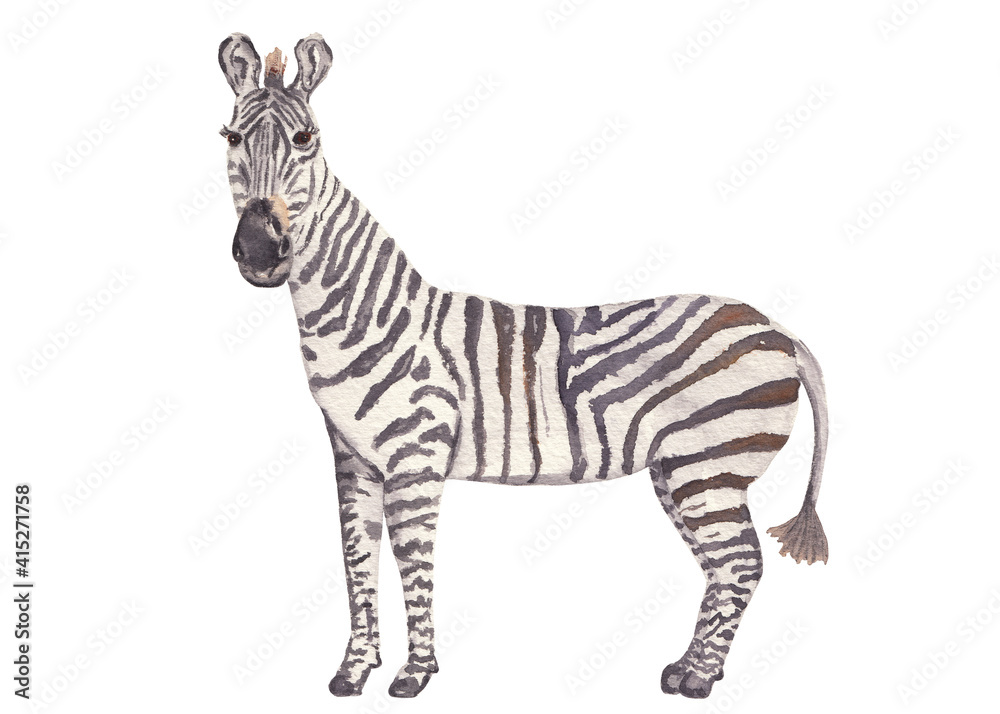 Obraz premium Zebra baby illustration. Wild horse. Watercolor safari animal clipart. Hand painted wild animal: zebra Animal Kids illustration realism semirealism Greeting card invitation baby shower Wild jungle 