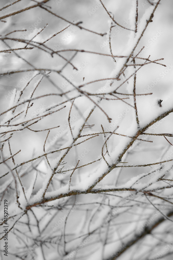 snow covered spruce branches snow covered spruce branches