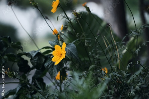 grass and flowers