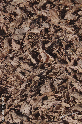 High angle full frame view of an area full of fallen dry brown leaves in winter perforated with a vast amount of small holes