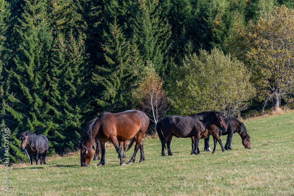 horses grazing in a field