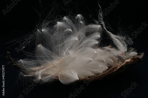 Delicate, white, fluffy seeds burst from a seed pod