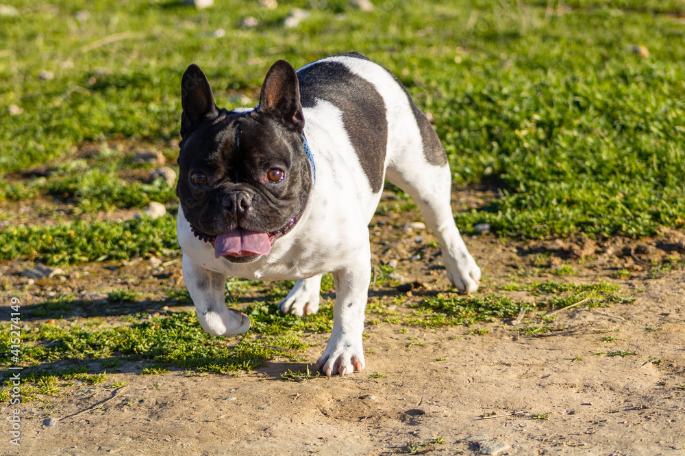 Fototapeta premium Bulldog francés