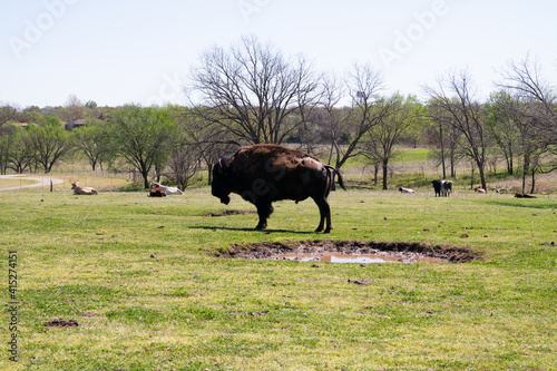 Fototapeta Naklejka Na Ścianę i Meble -  buffalo in the meadow