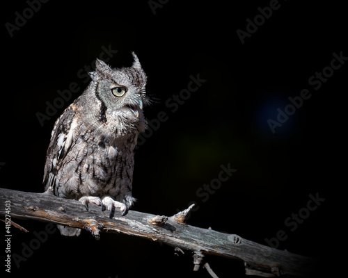 Screech owl perched on a limb with dark background