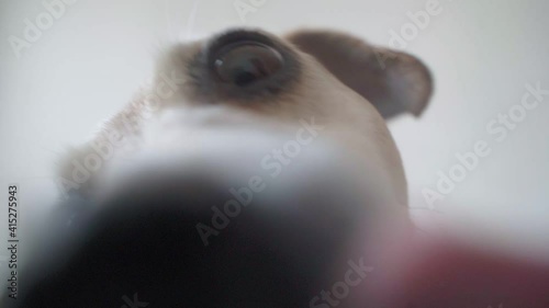 Hugry small funny dog licking screen. White backgrond. tongue out funny video footage. Adorable Pet Jack Russell terrier waiting for food. good appetite. nutrition theme. Close up. big nose photo