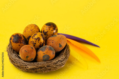 Easter quail eggs in a nest and colorful feathers on a yellow background. Easter holiday concept. Close up, copy space.