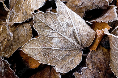 frosty maple leaf on winter morning