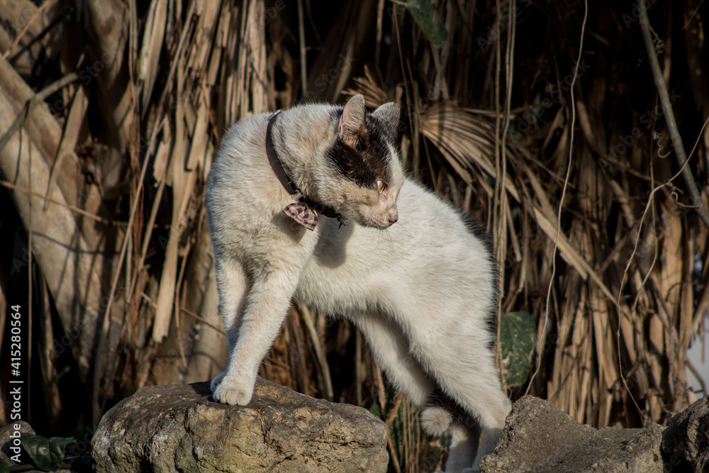 Fototapeta premium Gato