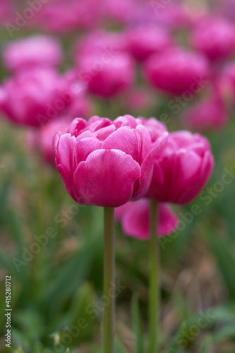 Pink tulips in full bloom at the tulip festival.  Beauty of nature. Spring  youth  growth concept.