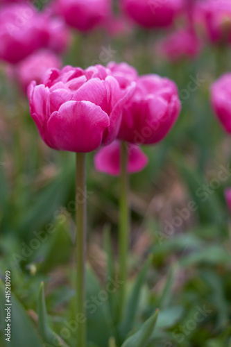 Pink tulips in full bloom at the tulip festival. Beauty of nature. Spring, youth, growth concept.