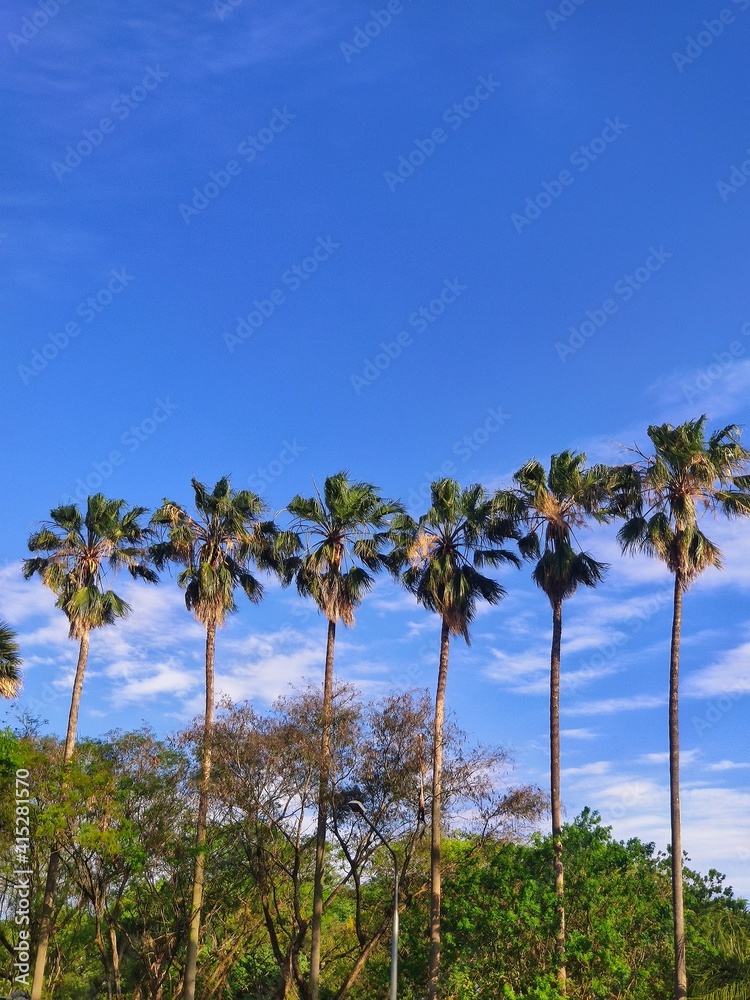 palm trees and sky / palmeira e céu