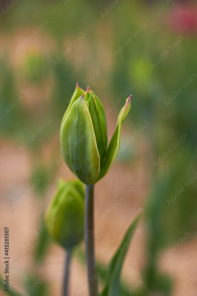 Beautiful tulips
at the tulip festival.
Beauty of nature. Spring, youth, growth concept. Beautiful tulips
at the tulip festival.
Beauty of nature. Spring, youth, growth concept.