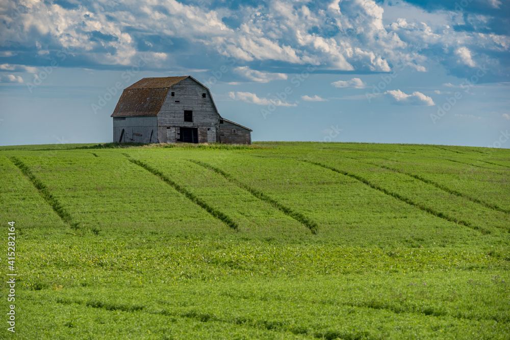 An old barn on the prairies with a wheat crop in the foreground in Saskatchewan, Canada An old barn on the prairies with a wheat crop in the foreground in Saskatchewan, Canada
