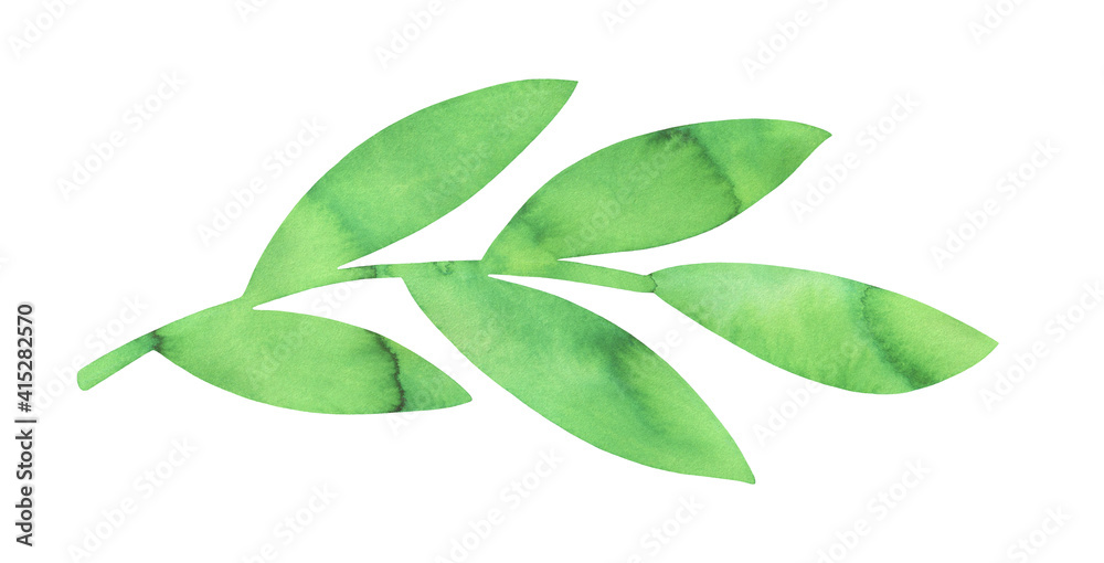 Naklejka premium Water color drawing of light green leaf branch shape with artistic brush strokes and stains. Hand painted watercolour graphic illustration, cut out clip art element for creative design, sign, banner.