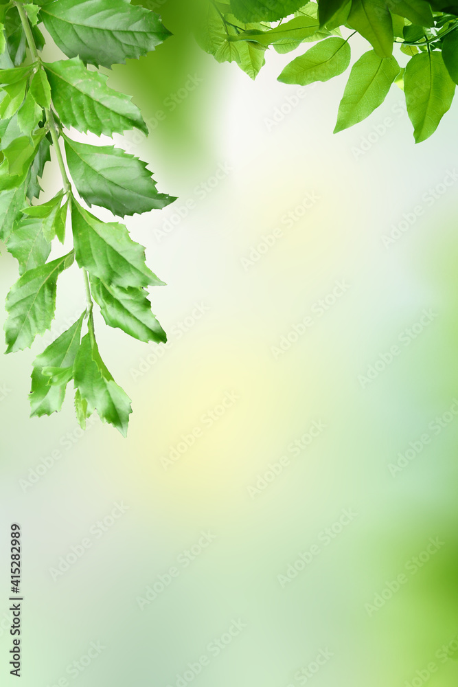 Tree branches with green leaves on a sunny day. Springtime or summer morning. Tree branches with green leaves on a sunny day. Springtime or summer morning.