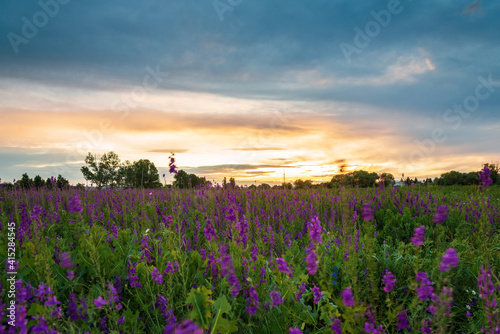 Lupines flowers sunset at summer. photo