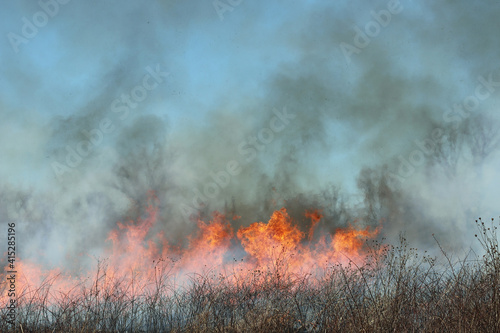 Wild Fire - Burning Earth