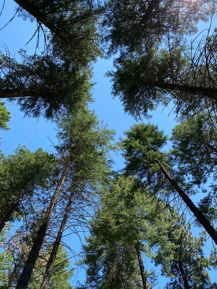 Obraz premium trees in the forest