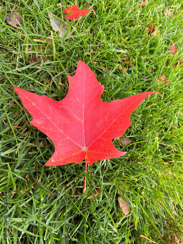 Fototapeta premium red maple leaf