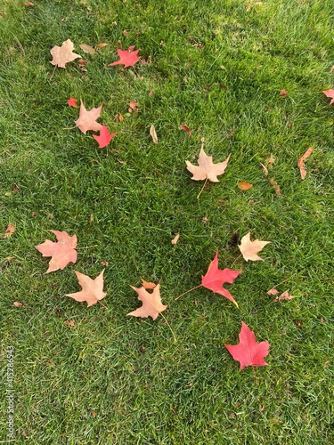 autumn leaves on the grass