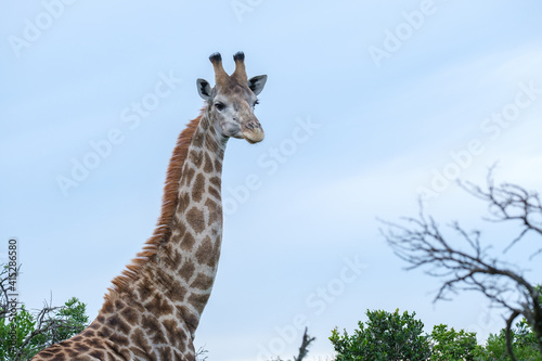 Canvas Print Beautiful African Giraffe portraits on safari on a hot summer's day in South Afr