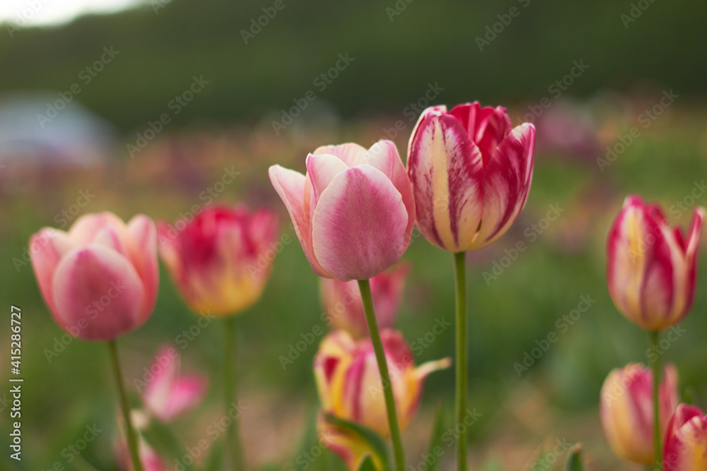 Beautiful colorful tulips
at the tulip festival.
Beauty of nature. Spring, youth, growth concept. Beautiful colorful tulips
at the tulip festival.
Beauty of nature. Spring, youth, growth concept.