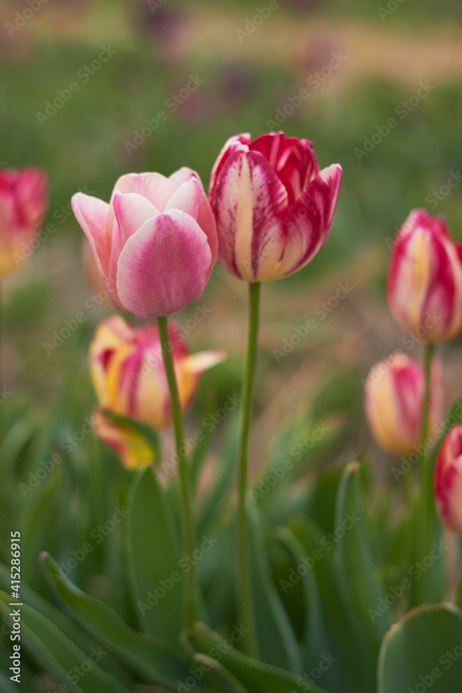 Beautiful colorful tulips
at the tulip festival.
Beauty of nature. Spring, youth, growth concept.