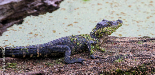 Alligator in a swamp 