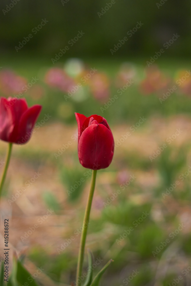 Beautiful colorful tulips
at the tulip festival.
Beauty of nature. Spring, youth, growth concept. Beautiful colorful tulips
at the tulip festival.
Beauty of nature. Spring, youth, growth concept.
