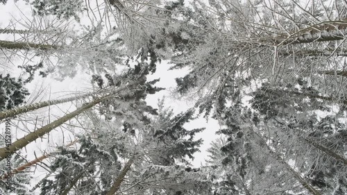 Low angle looking iwinter forest covered crown of tree in snow , snow falling in winter season wonderland in wild snowy forest nature scene. photo