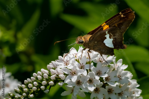 Obraz na płótnie A Silver-spotted Skipper Butterfly (Epargyreus clarus) feeding on a white flower blossom in the summer sun. w salonie