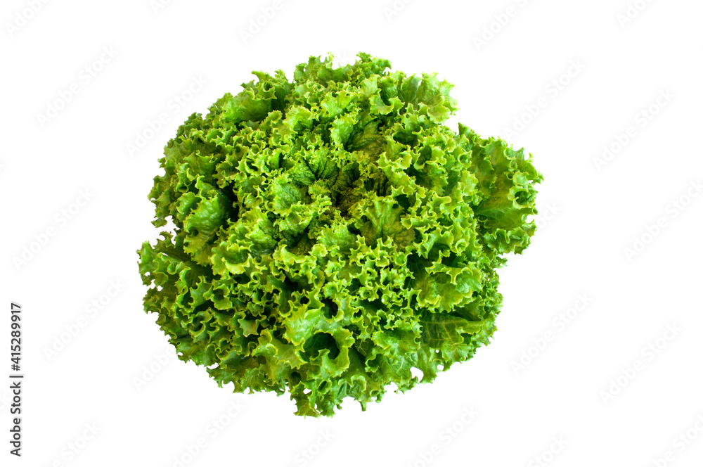 Fototapeta premium Organic Lactuca sativa on white background.