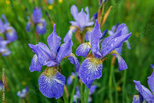 Fototapeta Naklejka Na Ścianę i Meble -  blue iris flowers growing in garden summer time