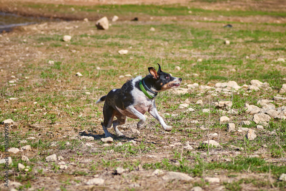 black and white dog running on a green meadow