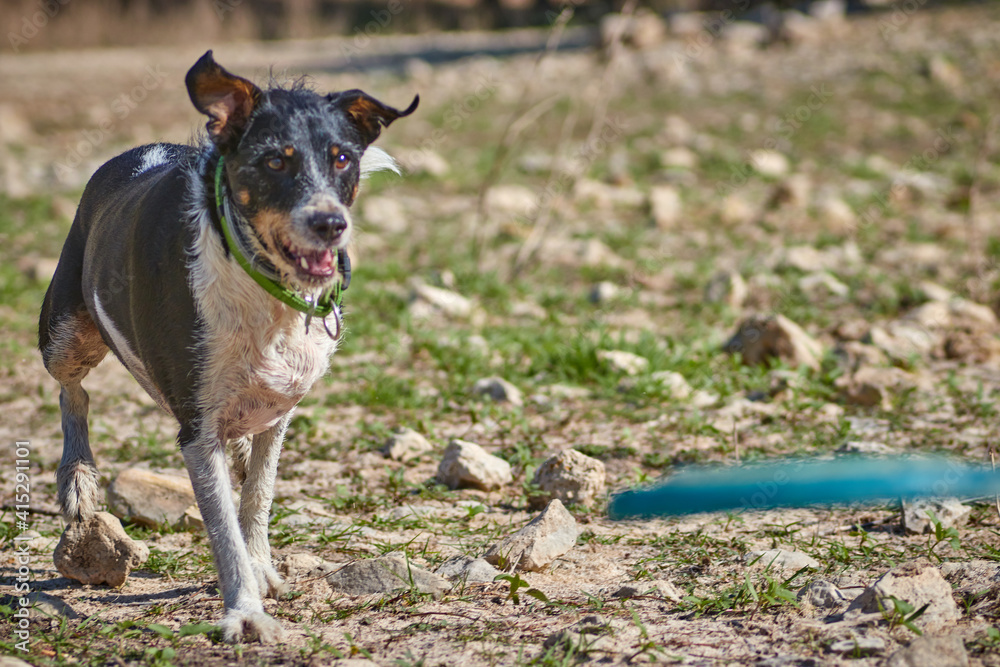 black and white dog running on a green meadow with a frisbee black and white dog running on a green meadow with a frisbee