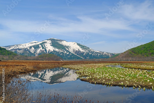 新緑の尾瀬 雪解け水が流れ、水芭蕉の群生と至仏山の撮影スポット