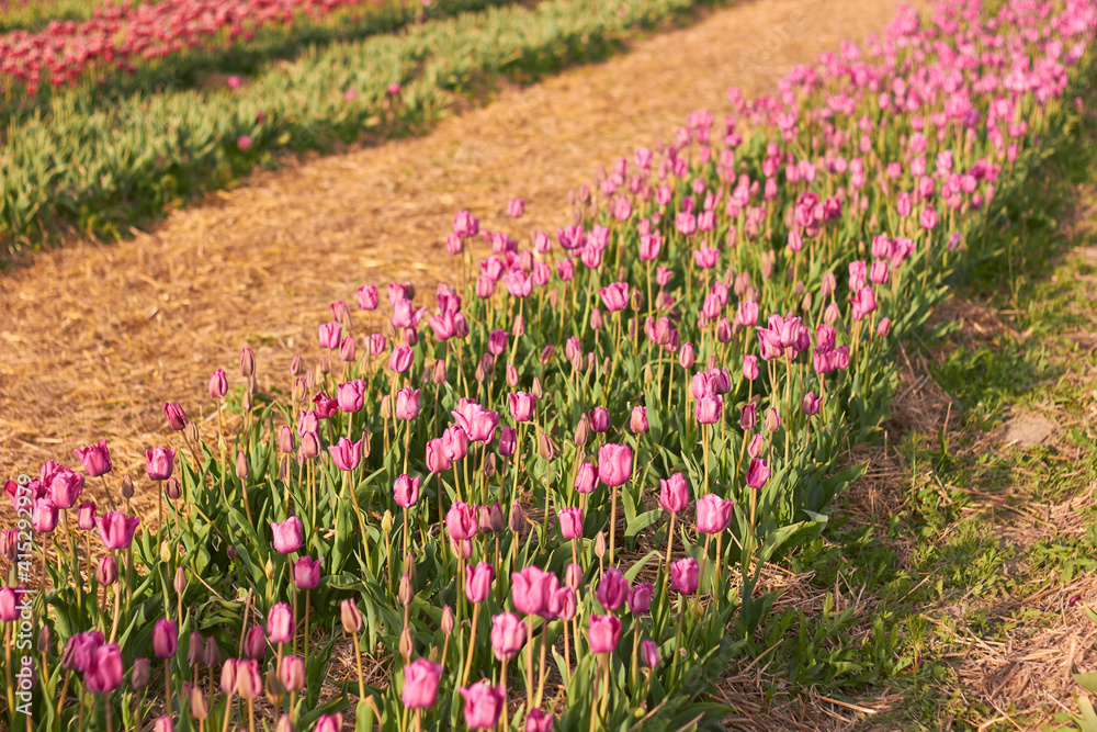 Beautiful colorful tulips
at the tulip festival.
Beauty of nature. Spring, youth, growth concept. Beautiful colorful tulips
at the tulip festival.
Beauty of nature. Spring, youth, growth concept.