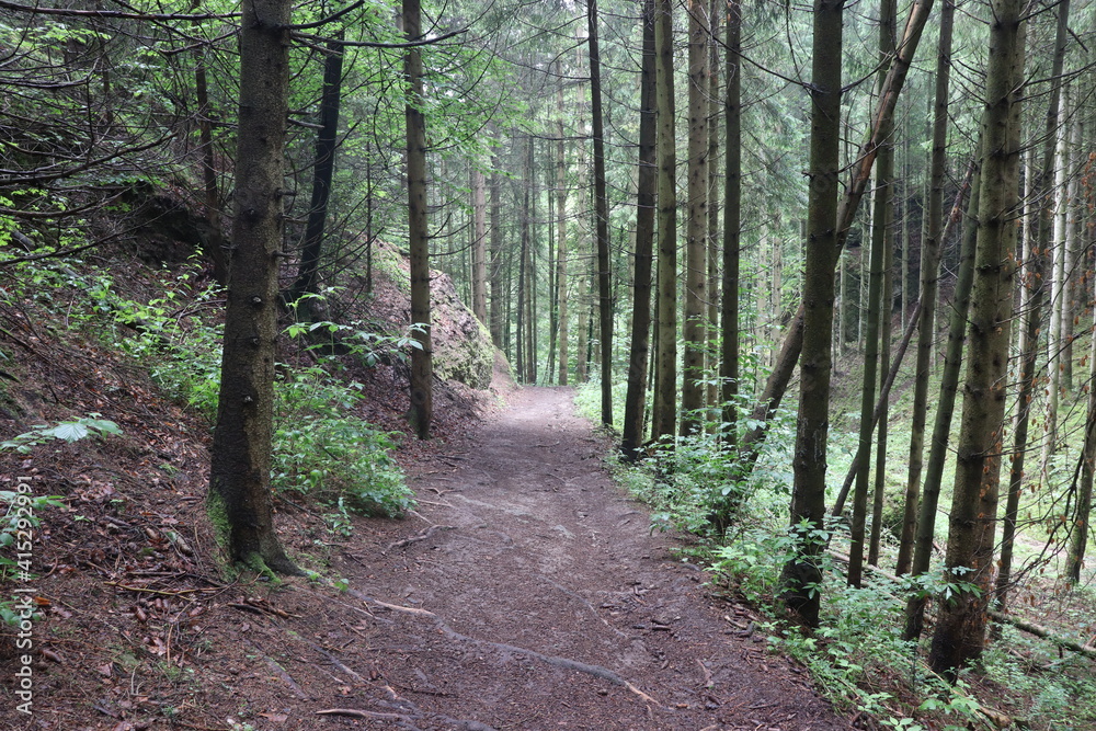 Obraz premium Wandern Wanderweg Waldweg Forstweg Wald Nadelwald Nadelbäume Fichten Fichtenwald
