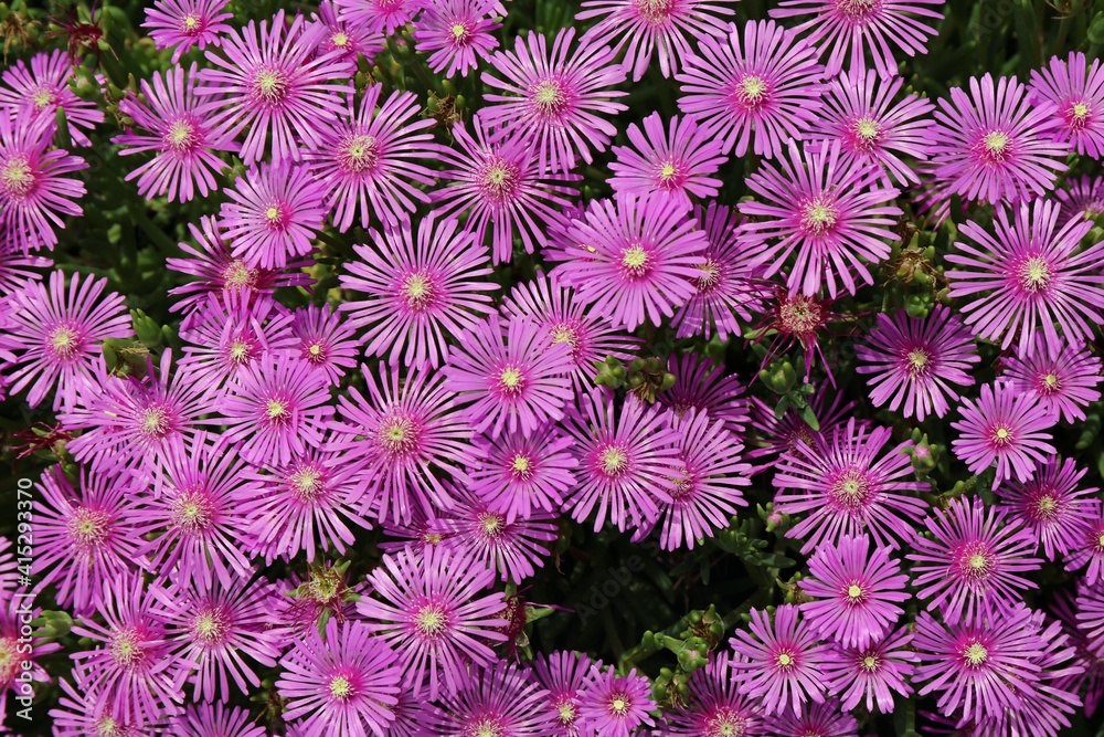 日照り草の花