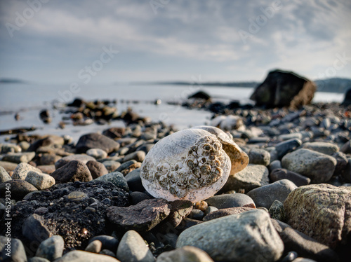 close-up view of a rocky beach on Vancouver Island near Sidney, BC, Canada © David