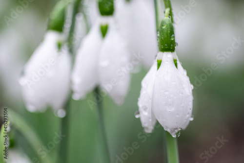 macro view of a blooming dew covered snow drop flower